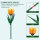 Mould King 24013. - Flower World Tulpe ge&ouml;ffnet (132 Teile)