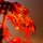 BB LED Lighting Set for LEGO&reg; 10348 Japanese Red Ahr Bonsai Tree with Remote Control