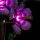 BB LED Lighting Set for LEGO&reg; 10372 Hibiscus