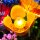 BB Set di illuminazione a LED per LEGO&reg; 10313 Bouquet di fiori selvatici
