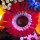 BB Set di illuminazione a LED per LEGO&reg; 10313 Bouquet di fiori selvatici