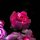 BB LED Beleuchtungs-Set f&uuml;r LEGO&reg; 10374 Rosa Rosenstrauss