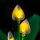 BB Set di illuminazione a LED per LEGO&reg; 11504 Spatifillo