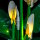 BB Set di illuminazione a LED per LEGO&reg; 11504 Spatifillo