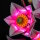 BB Kit d&eacute;clairage LED pour LEGO&reg; 11510 Branches de magnolia