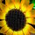 BB LED Beleuchtungs-Set f&uuml;r LEGO&reg; 11502 Sonnenblumen