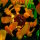 BB LED Beleuchtungs-Set f&uuml;r LEGO&reg; 11502 Sonnenblumen
