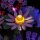 BB LED Beleuchtungs-Set f&uuml;r LEGO&reg; 11507 Olivia Rodrigos Blumenstrauss