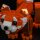 BB Set di illuminazione a LED per LEGO&reg; 31394 Adorabili animali - Panda rosso