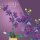 Stone Heap - Orchidee im Topf (223 Teile)